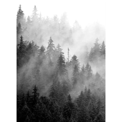 BROUILLARD FORESTIER