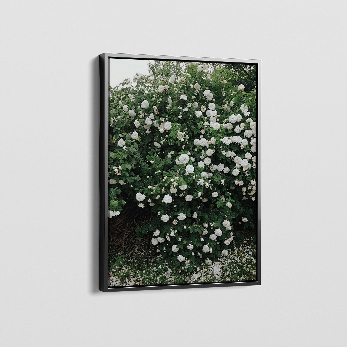 FLORAS CANVAS