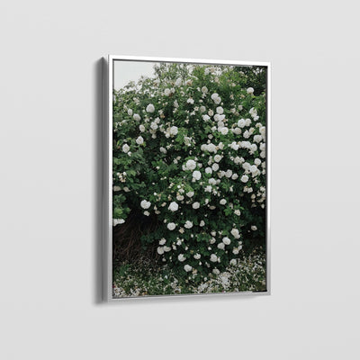 FLORAS CANVAS
