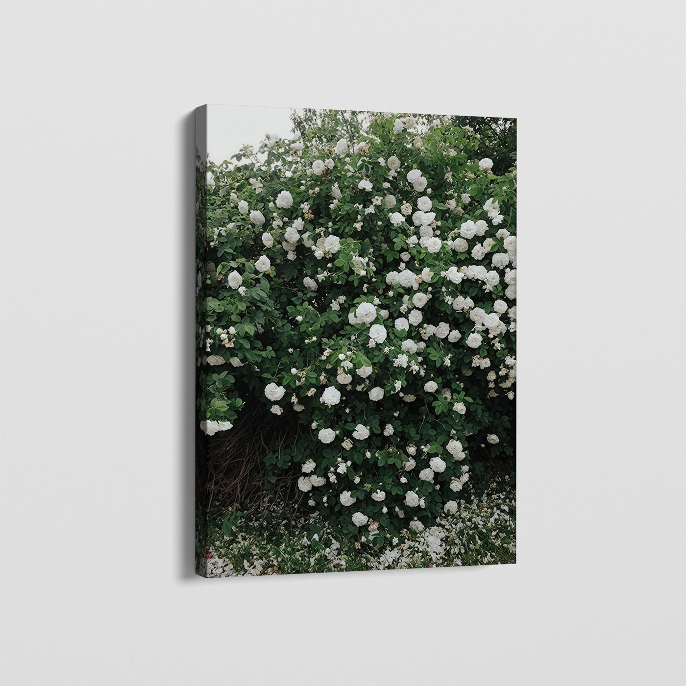 FLORAS CANVAS