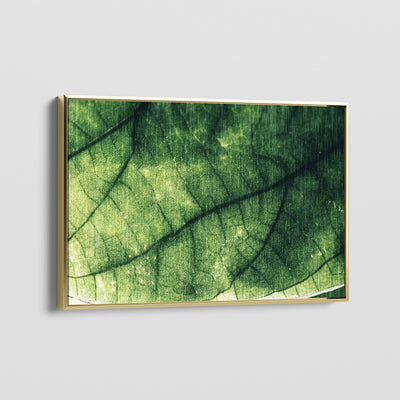 MACRO CANVAS