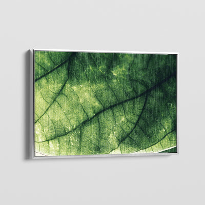 MACRO CANVAS
