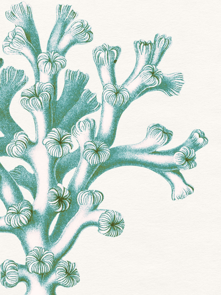 Wild Violets