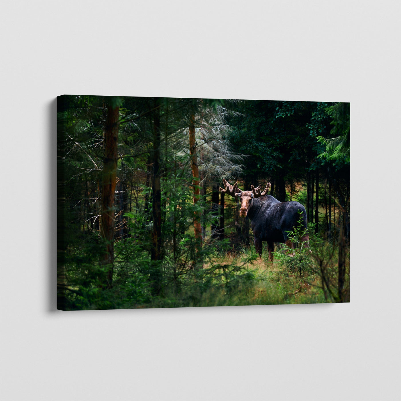 Forest King CANVAS