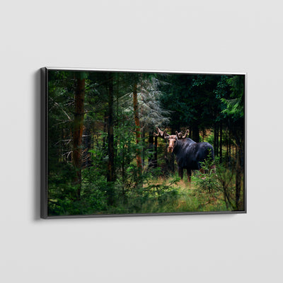 Forest King CANVAS