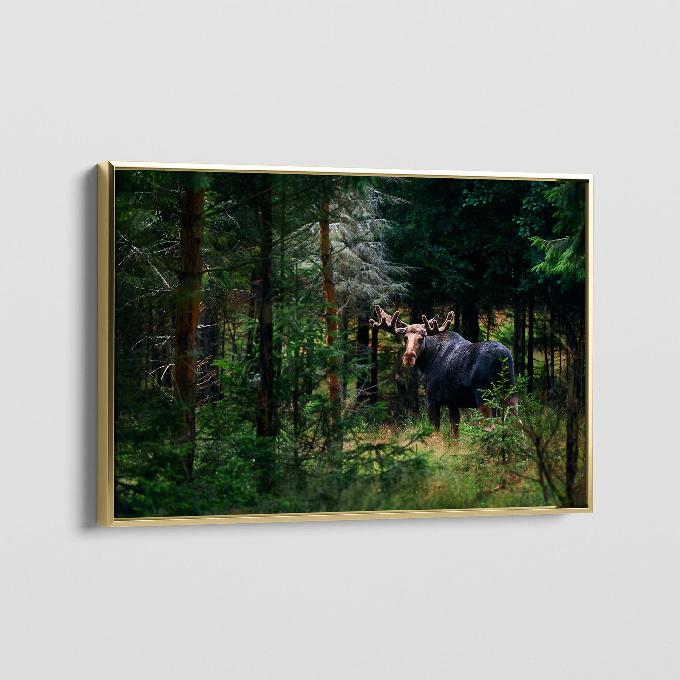 Forest King CANVAS