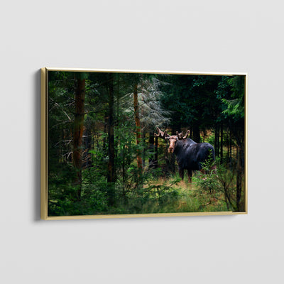 Forest King CANVAS