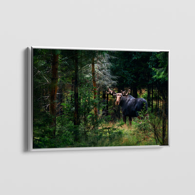 Forest King CANVAS